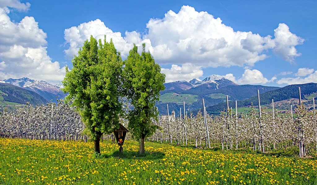 Escursione della fioritura Naz