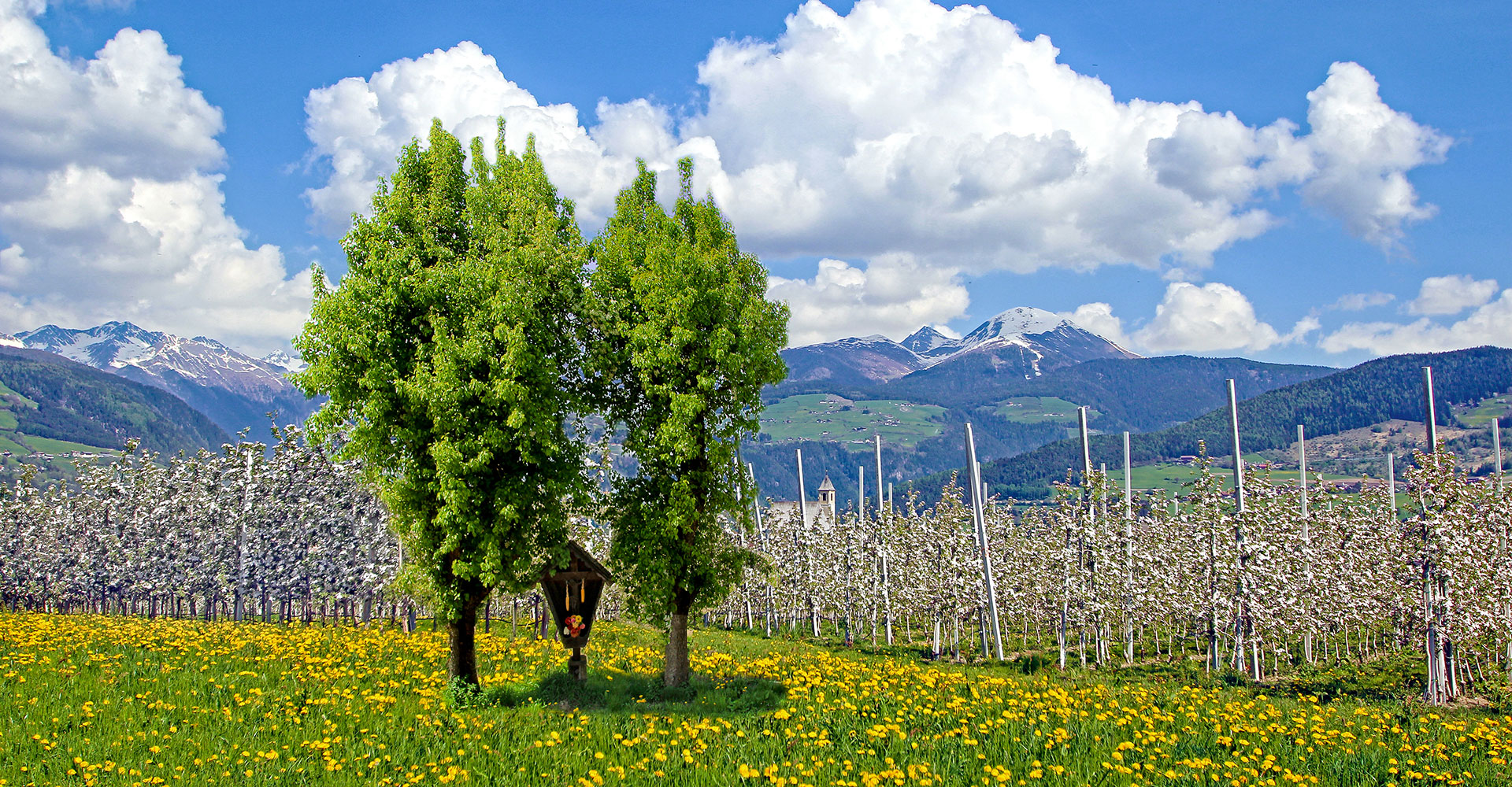 Primavera dei fiori di melo di Natz Viums