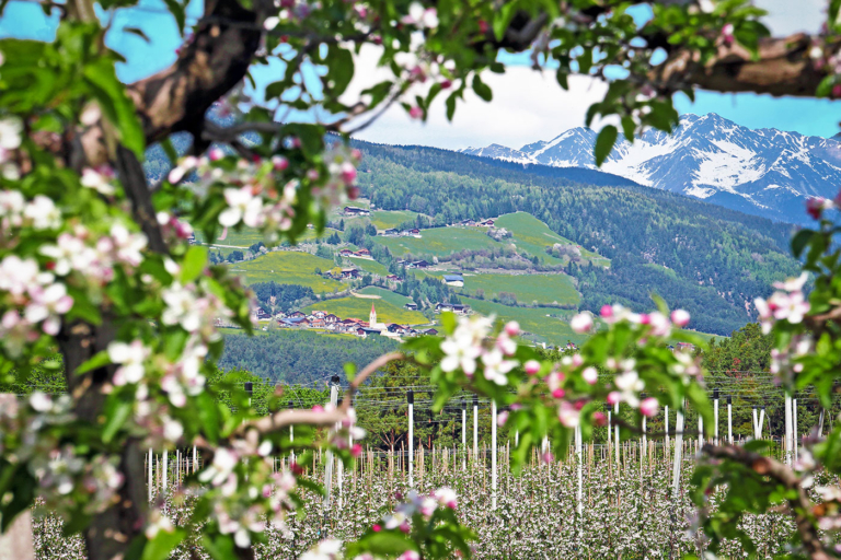 Spinges Von Viums Fruehling