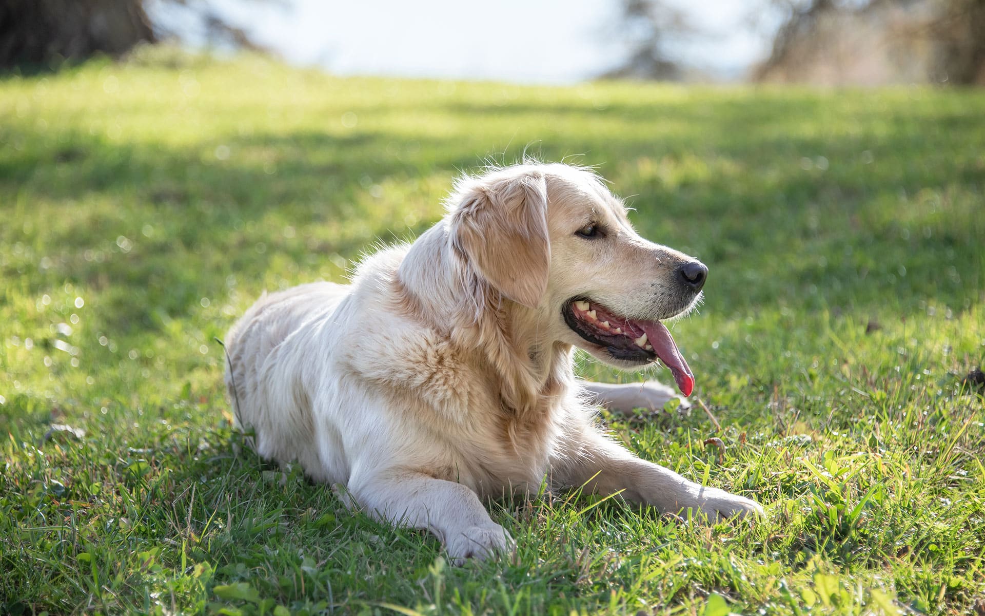 Vacanze con il tuo cane in Alto Adige